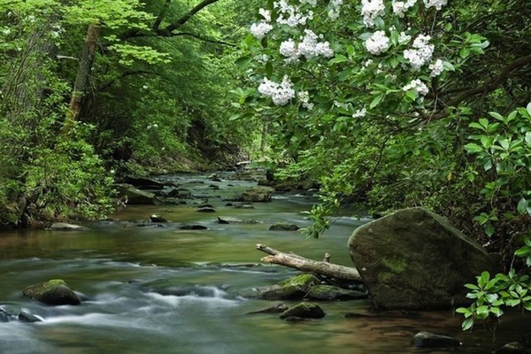 Hiking trail line stream just out the back door