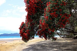 Een strand met rode bloeiende bomen en een helder uitzicht op de oceaan.