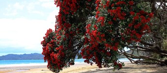 Beachfront Apartment  - COOPERS BEACH