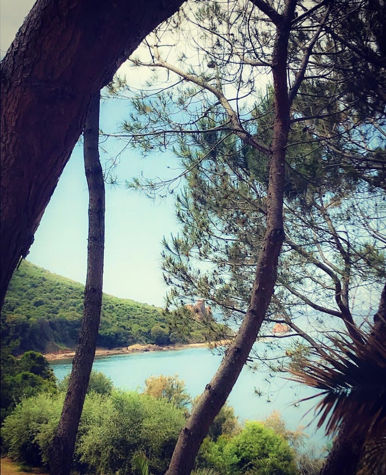 Eine Küstenlandschaft mit üppigem Grün und blauem Meer.