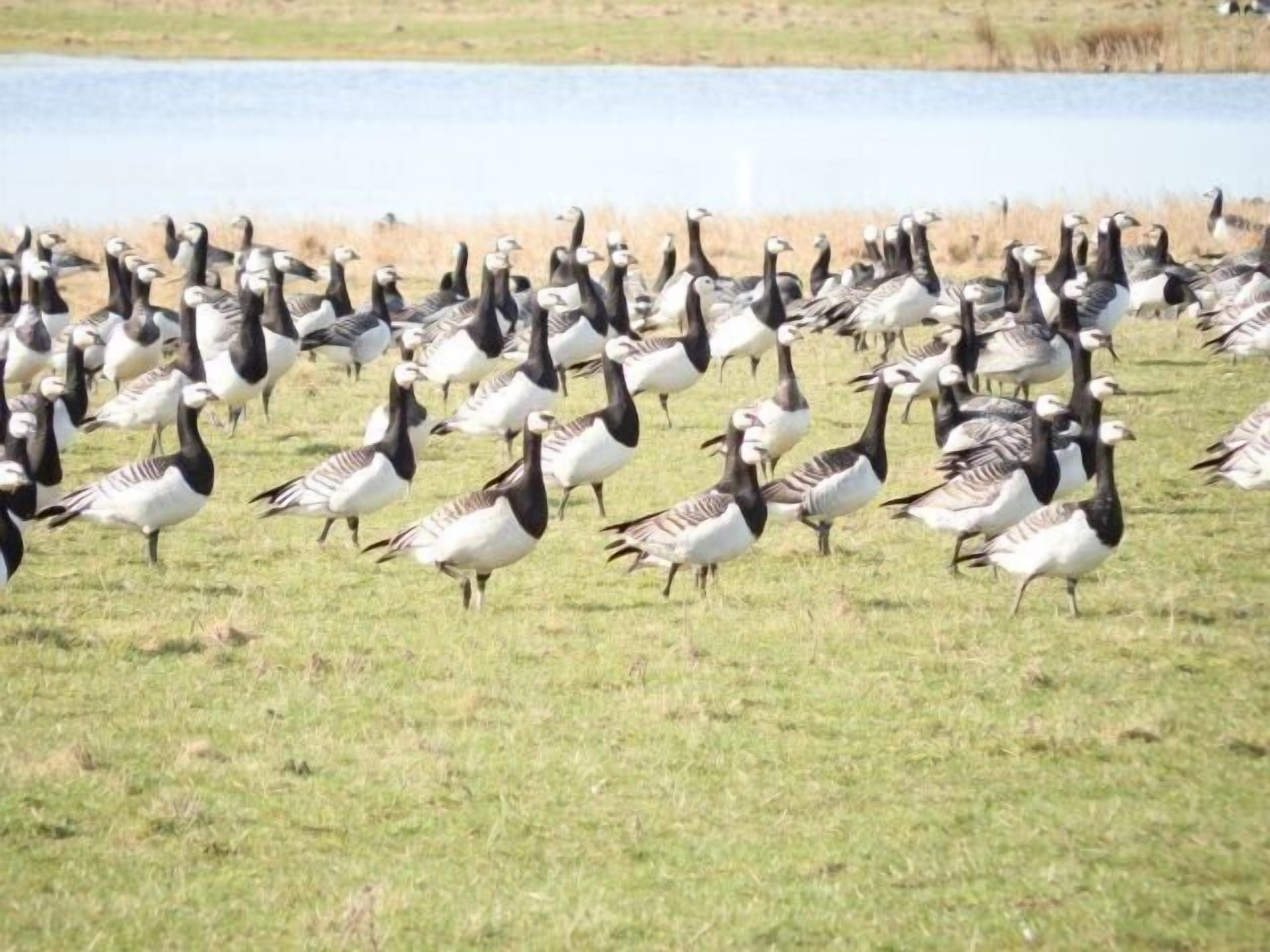 A large group of geese in a grassy area near a body of water.