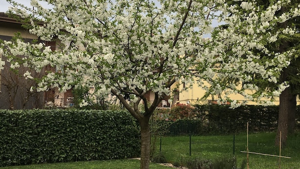 Ett träd med vita blommor som står på en välskött gräsyta.