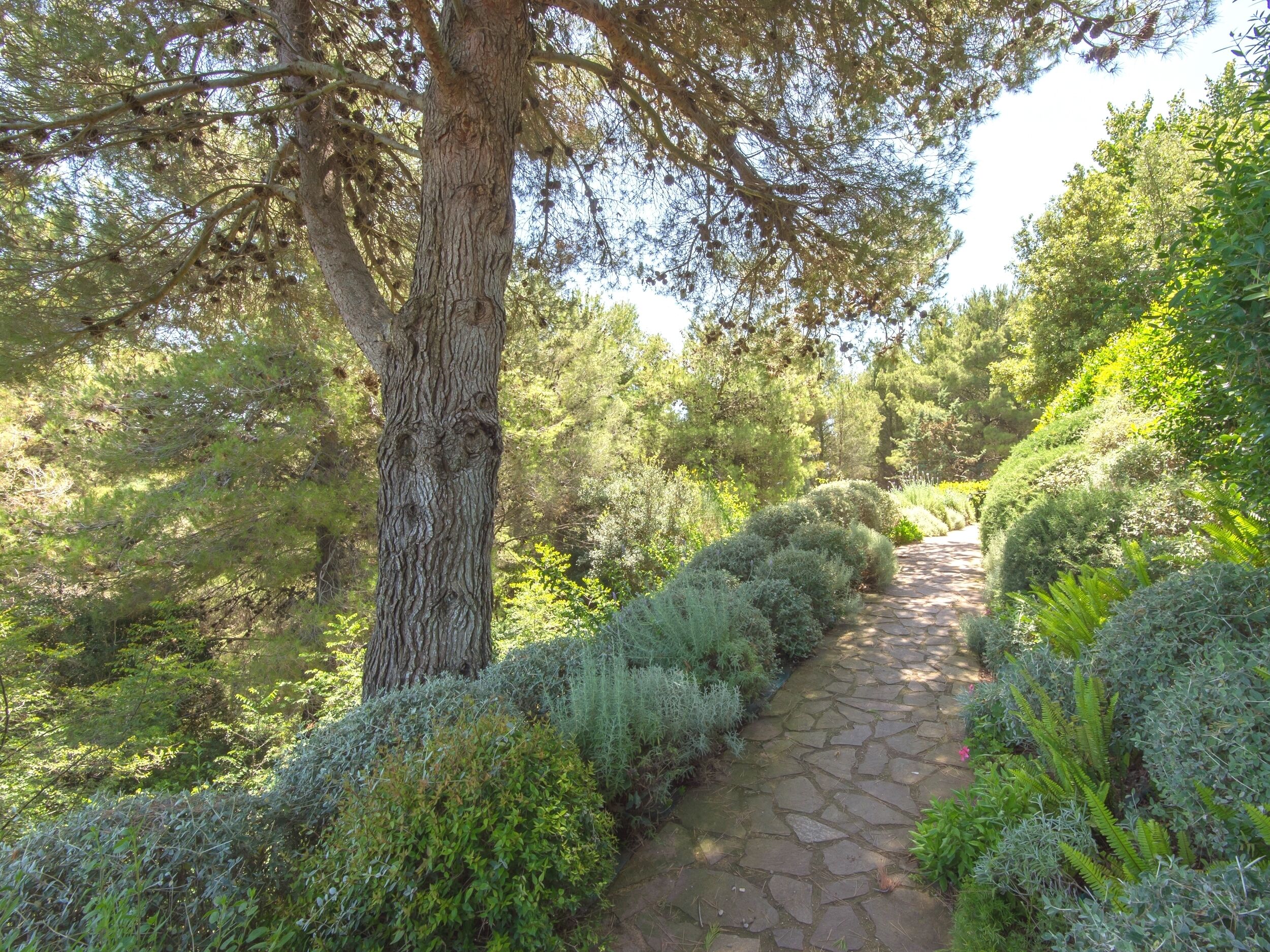 The path