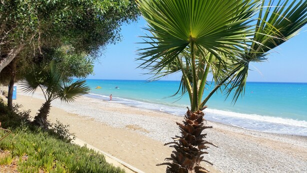 Una playa con una palmera al frente, cielo azul despejado y mar tranquilo.