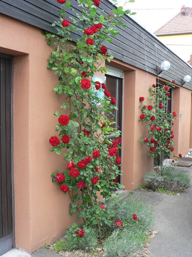 Comfortable detached house with garden and private parking