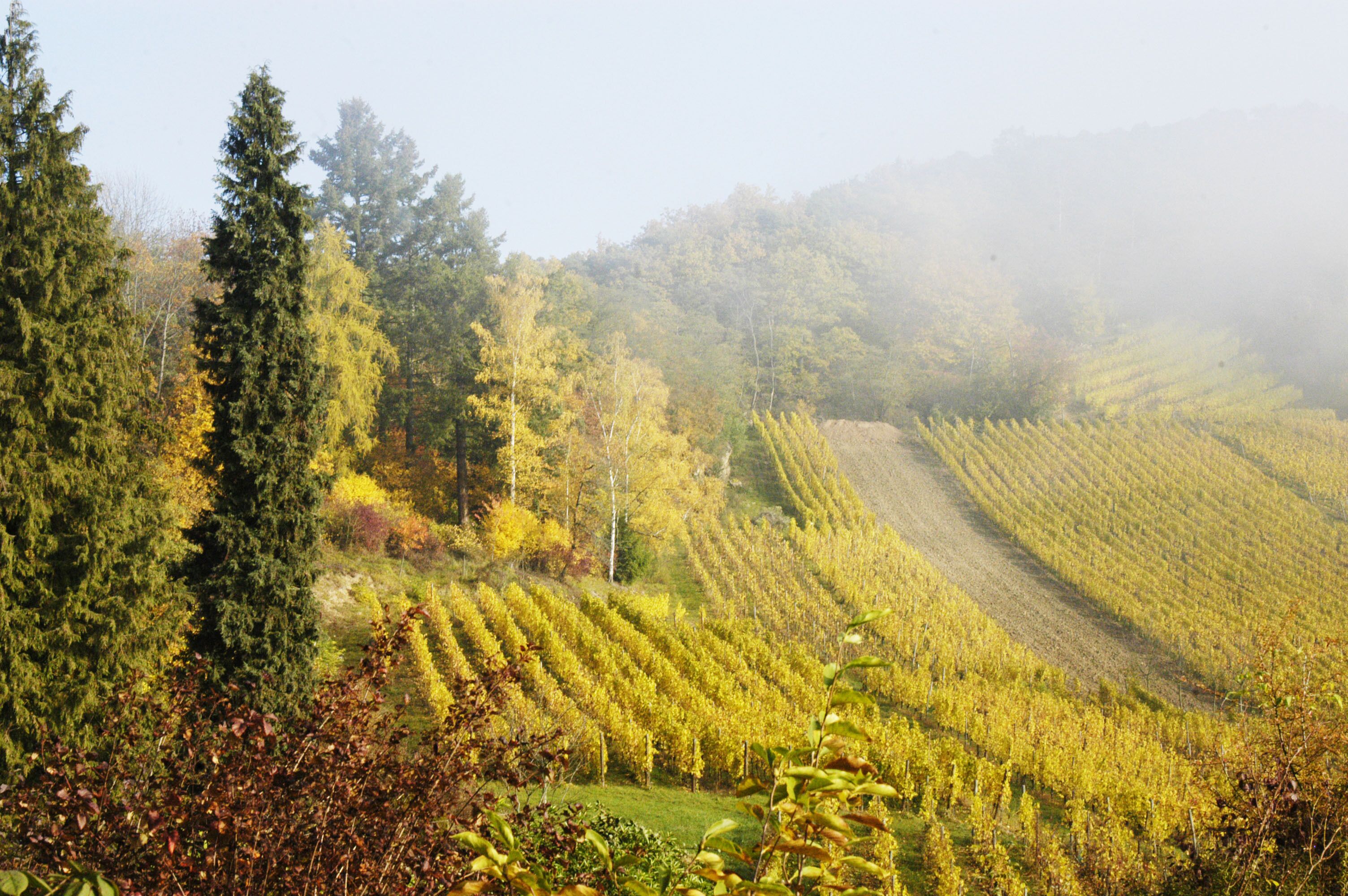Une partie de nos vignes pendant les vendanges.