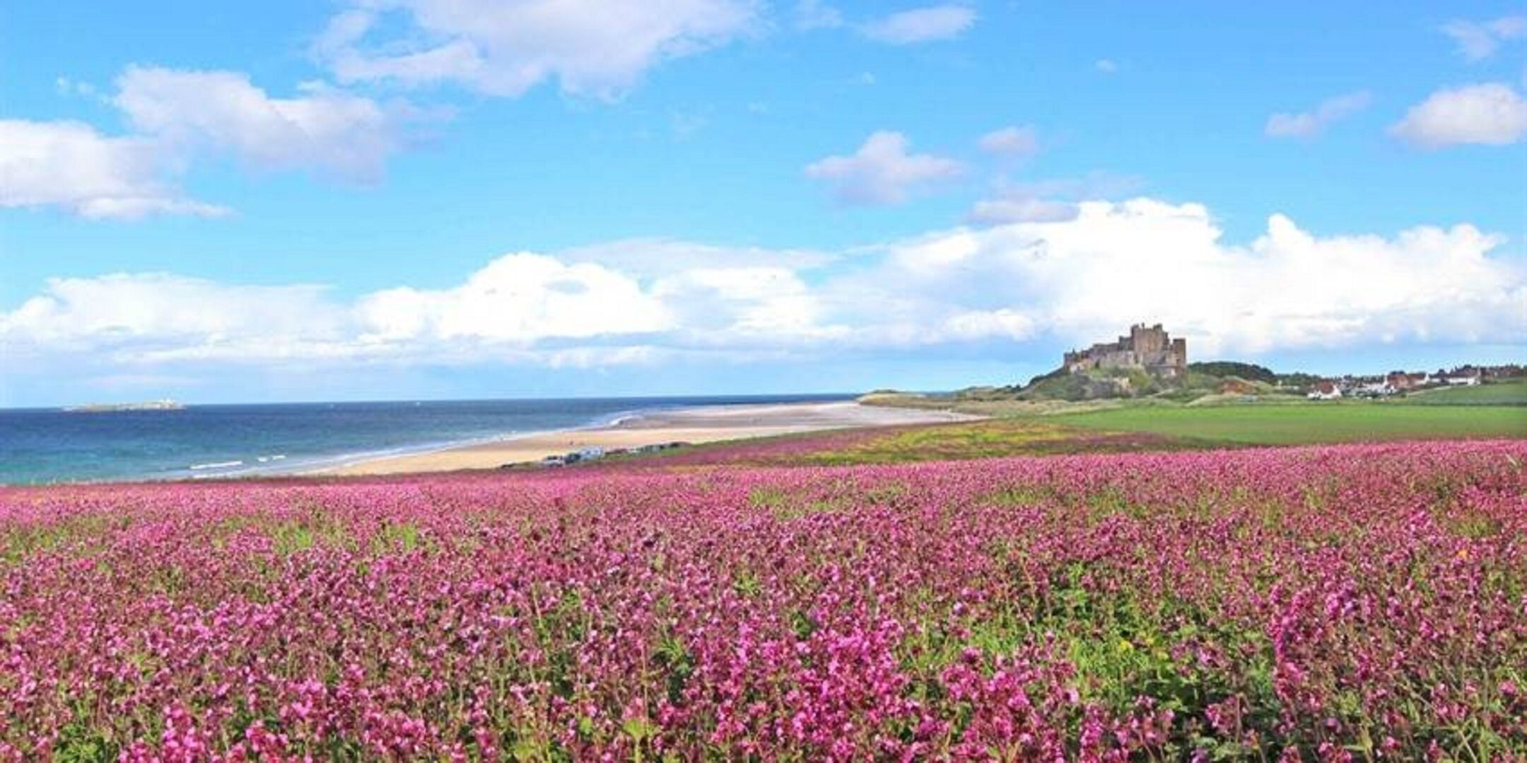 Un paysage côtier avec un château perché sur une colline, une plage et un champ de fleurs roses.