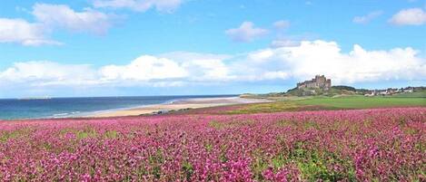 Un paysage côtier avec un château perché sur une colline, une plage et un champ de fleurs roses.