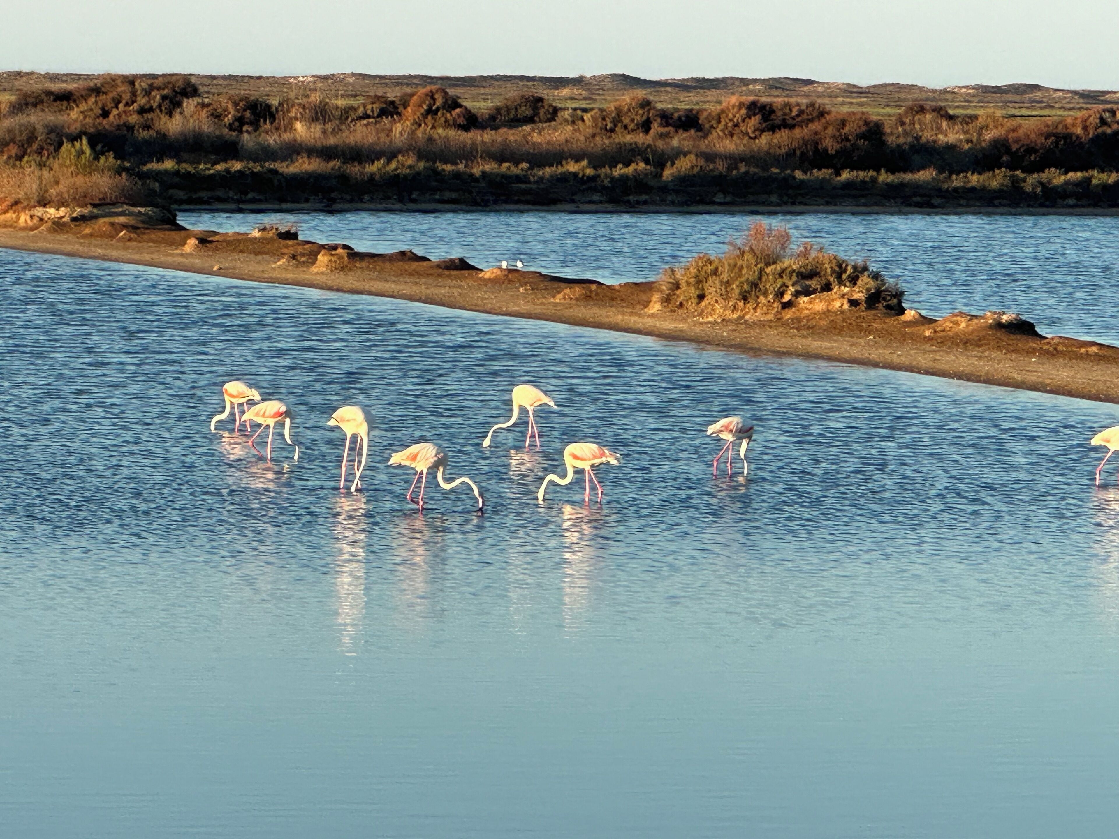 A calm water body with several flamingos standing and wading.
