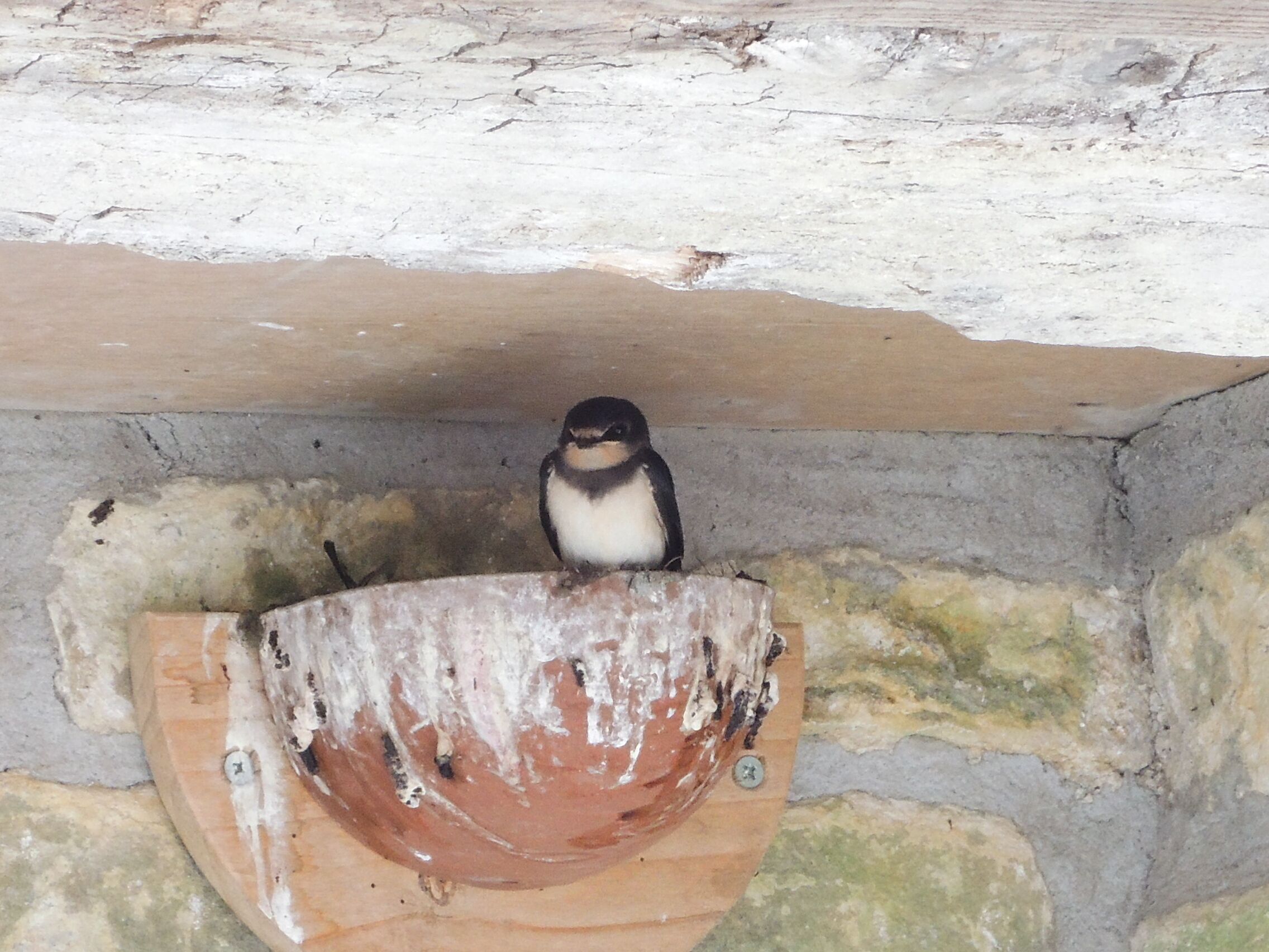 Guests enjoyed watching the progress of our baby swallows!


