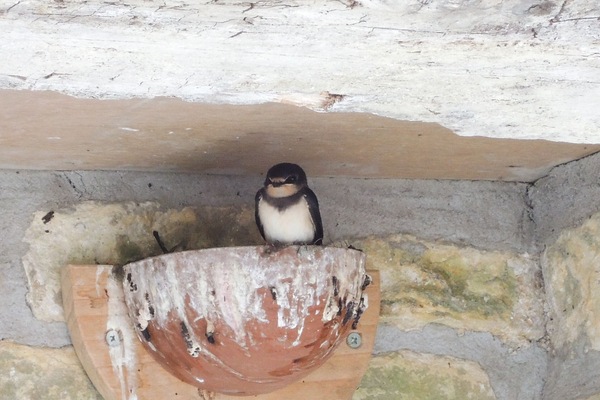 Guests enjoyed watching the progress of our baby swallows!