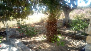A garden area with a palm tree, a stone wall, and a variety of plants. - Perfect for a for a quiet relaxing vacation, very close to 2 of the best beaches (Tinos)