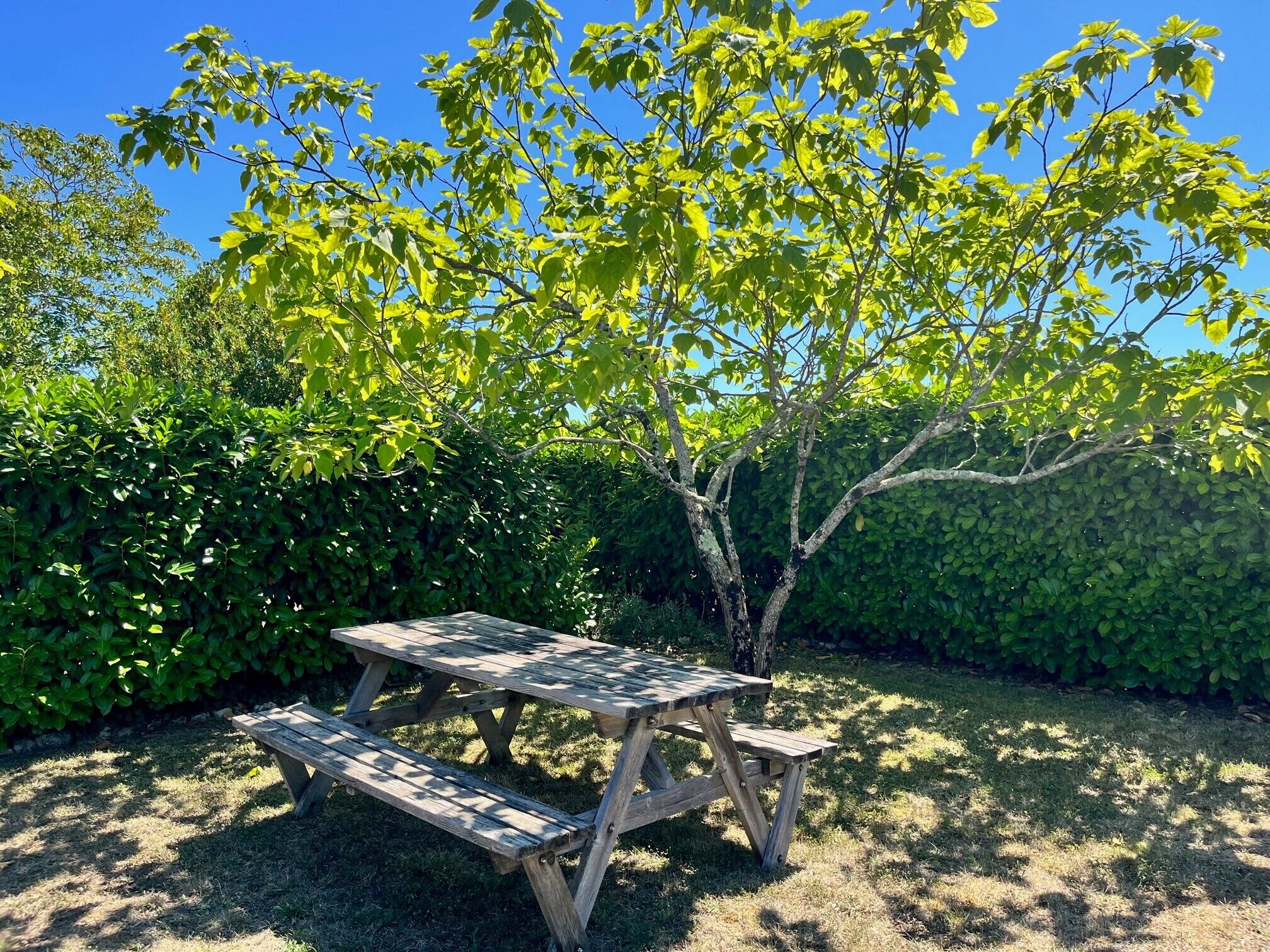Une table de pique-nique en bois, dans un jardin où le feuillage est verdoyant et le ciel d’un bleu limpide.