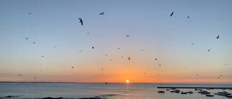 A sunset over a calm sea with boats and birds flying.
