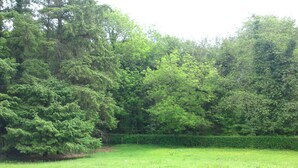 A grassy field with dense trees in the background.