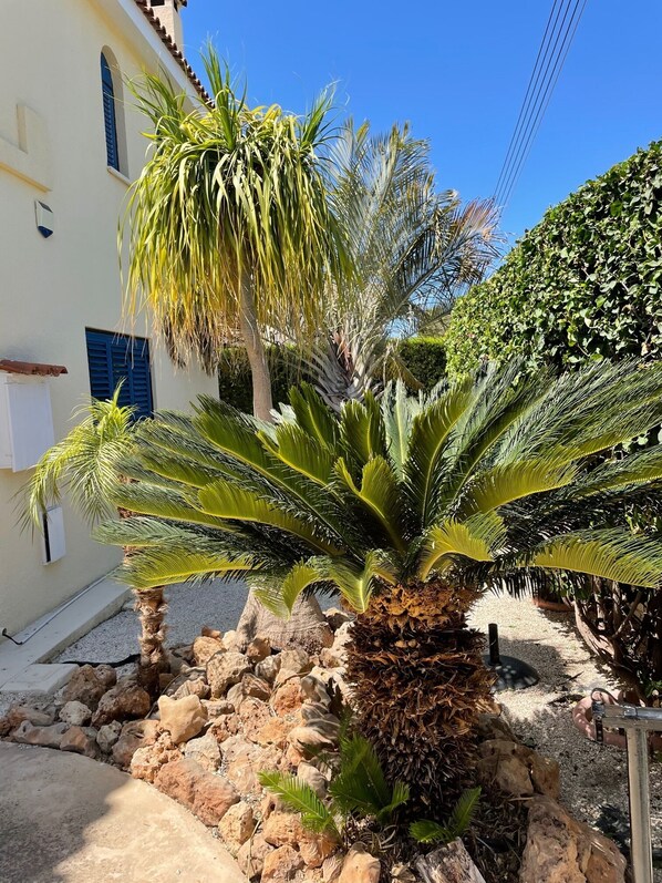 A palm tree in a rocky planter with a white building in the background.