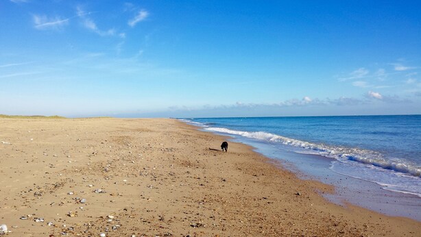 Ein Strand mit einem Hund nahe der Wasserlinie, verstreuten Muscheln und einem klaren Himmel.