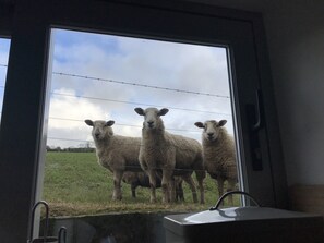 A view through a window of three sheep standing behind a fence in a grassy field.