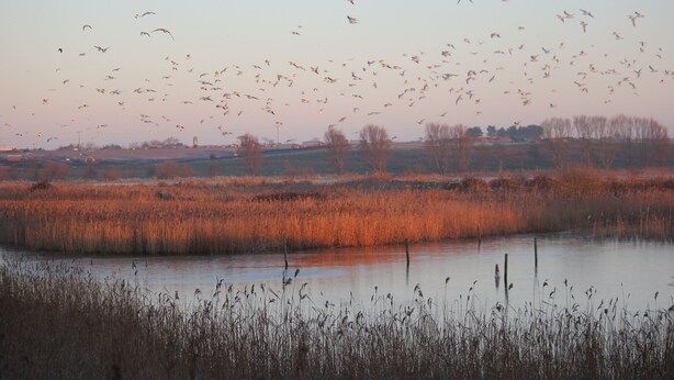 Un paysage naturel comprenant une étendue d’eau, des roseaux et un vol d’oiseaux dans le ciel.