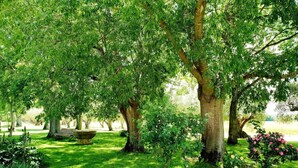 A park with lush green grass, trees, a stone bench, and flowering bushes. - Rural house for exclusive rental in Girona (Cabanelles)