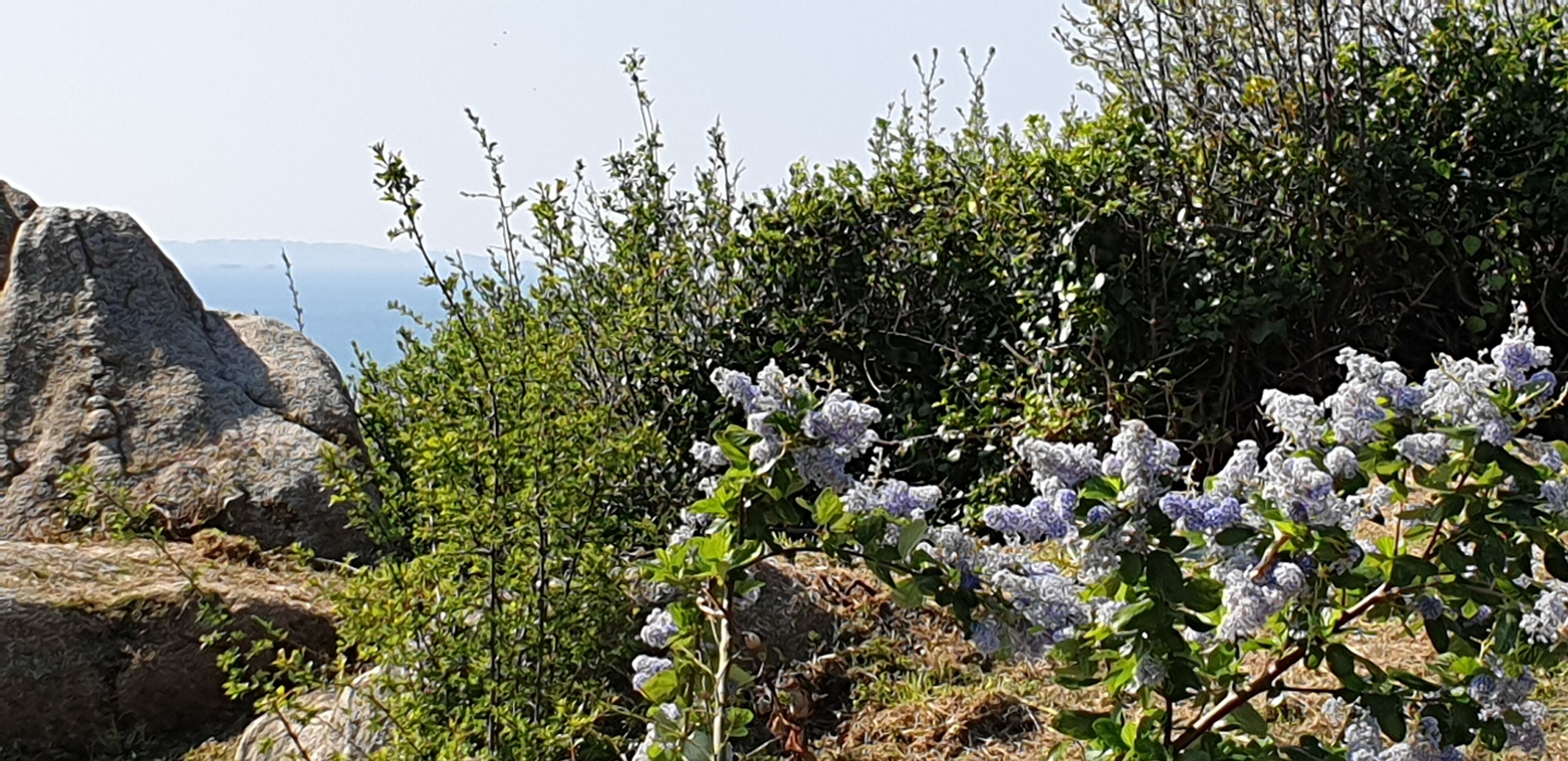 A rocky landscape with dense shrubbery and white flowers.