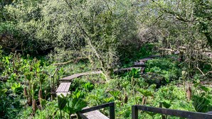 A wooden boardwalk through a dense, green forest.