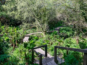 Meander through a lush forest on this scenic boardwalk, surrounded by diverse vegetation and a rich canopy.
