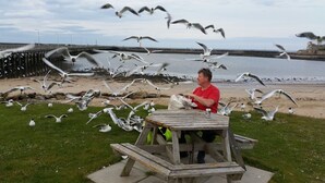 Una mesa de picnic de madera con una persona sentada, rodeada de gaviotas.