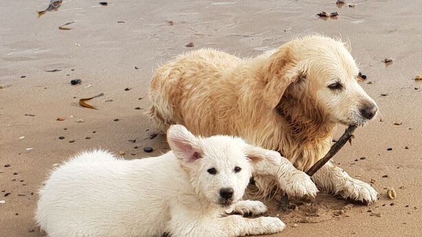 Dos perros en una playa arenosa, con el océano de fondo.