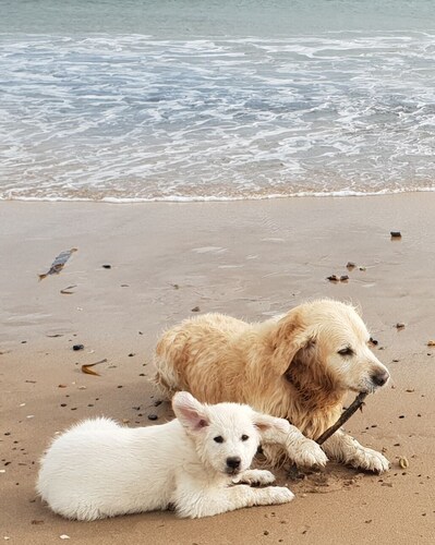 Cosy warm & welcoming modern cottage 1 mile from Aviemore centre -  pet friendly