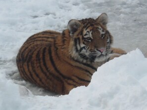 A tiger cub resting in a snowy environment.