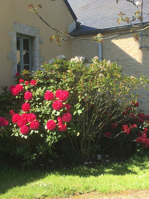Ein Gebäude mit einer steinernen Fassade, einem Fenster mit Steinrahmen und einem Garten mit roten Blumen.