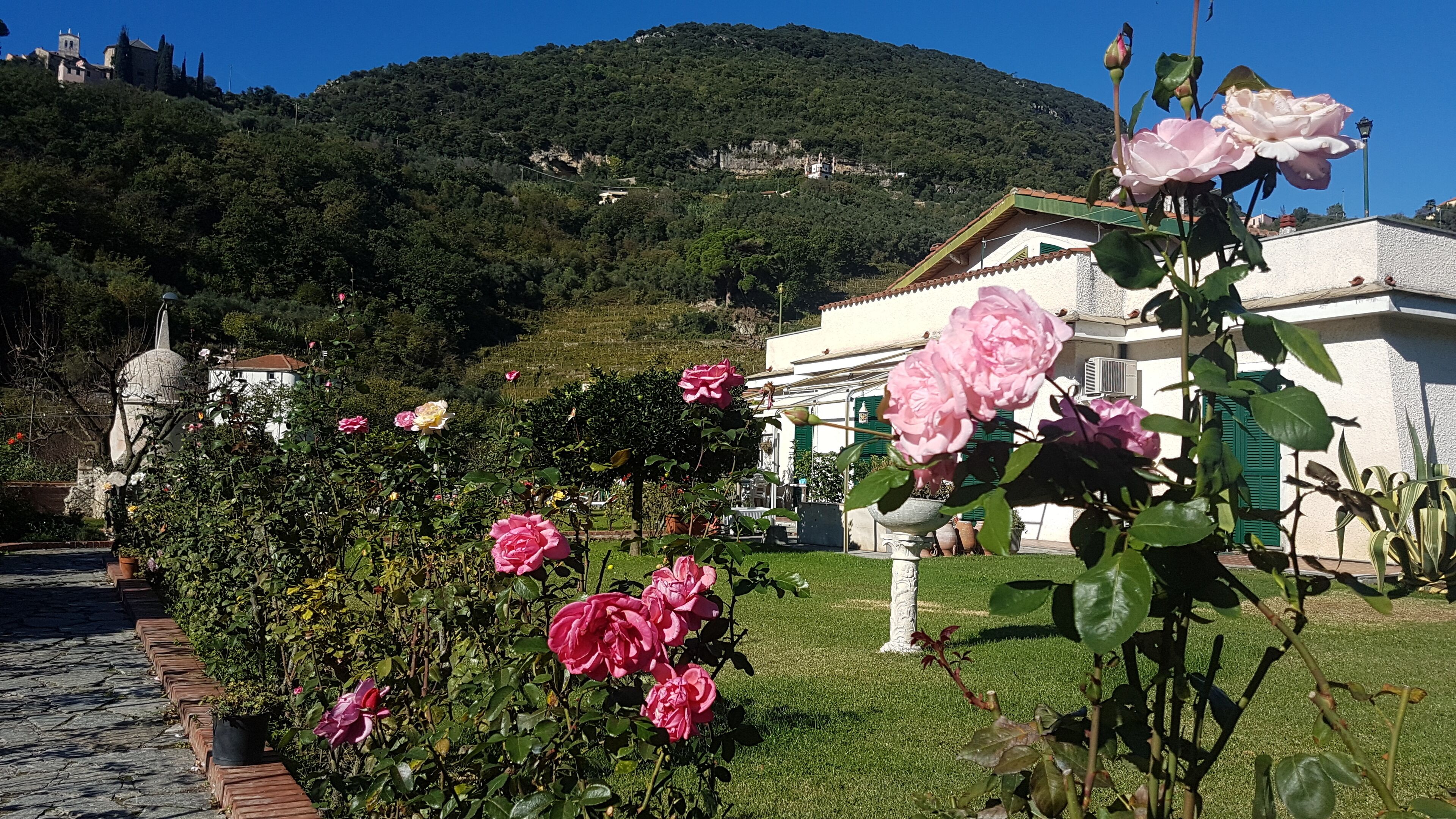 A garden with blooming pink roses, a stone pathway, and a building with a white facade and green shutters.