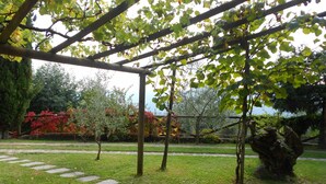 Un jardín con un pérgola, piedras para caminar y varios árboles.