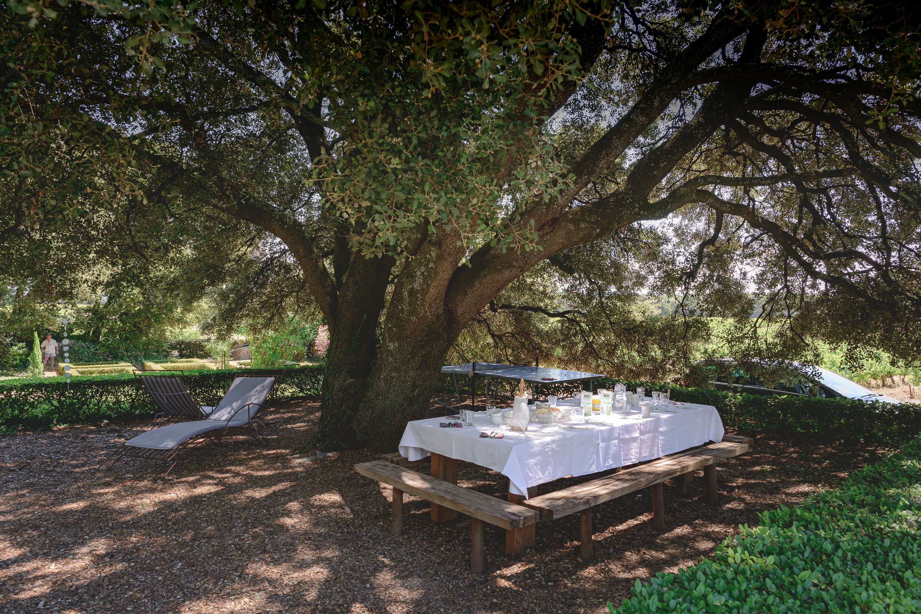Una mesa de picnic instalada bajo un árbol grande con mantel blanco, rodeada de bancos y sillas.