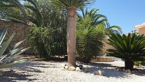 Un jardín con varias palmeras y un muro de piedra.