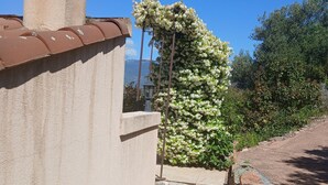 Ein gepflasterter Weg führt zu einem Gebäude mit einem Ziegeldach und einer mit Blumen bewachsenen Mauer.