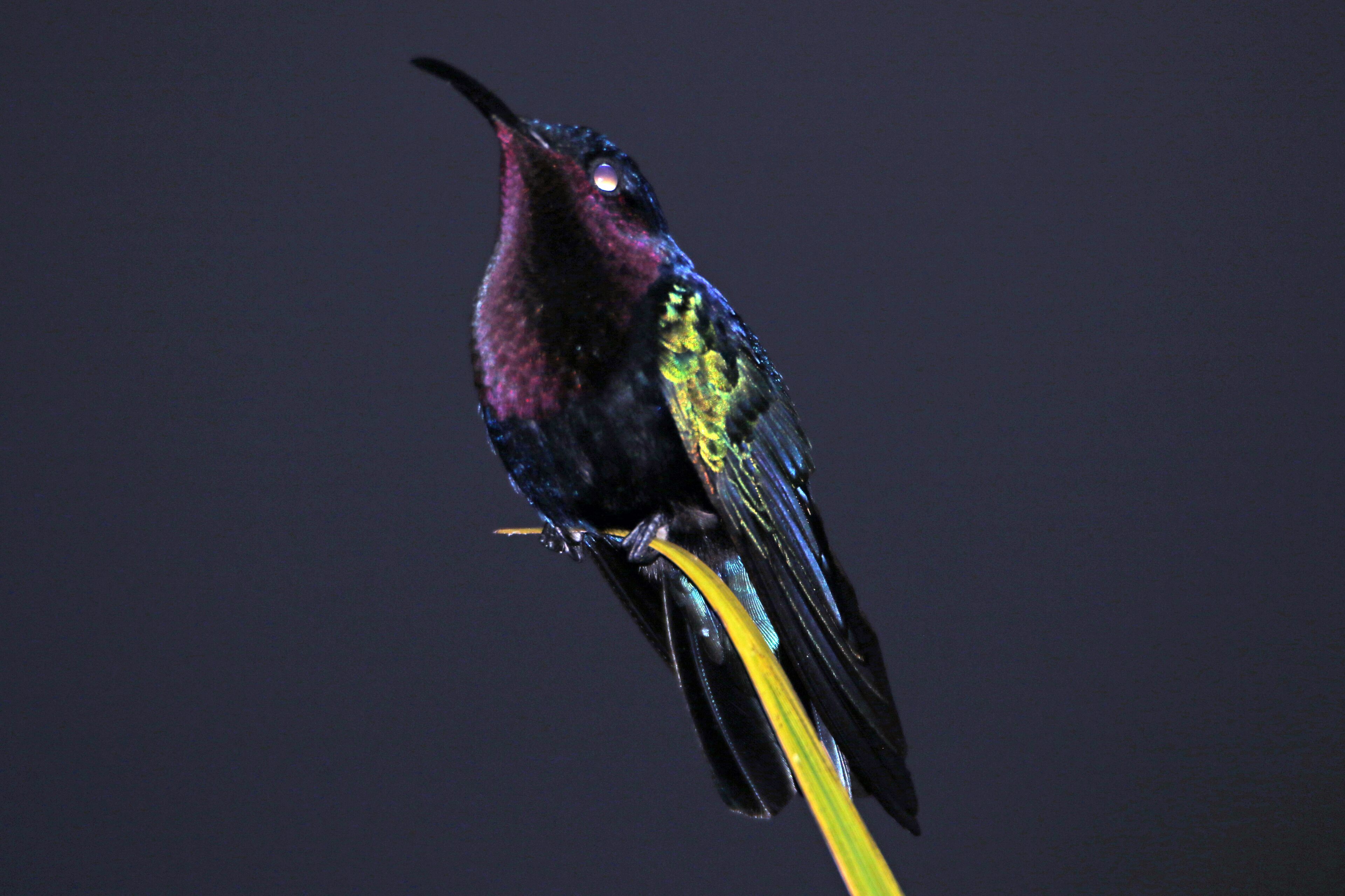 Un oiseau était perché sur une branche.
