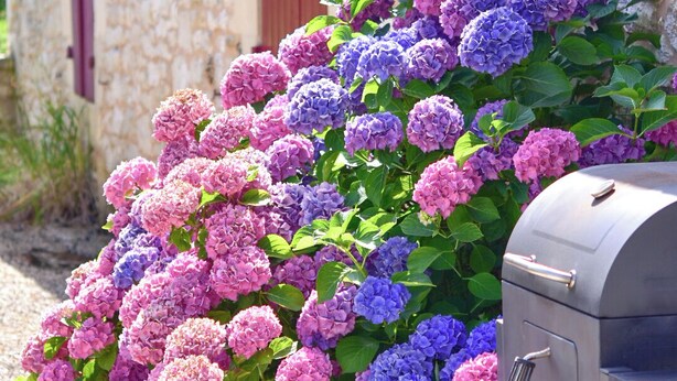 Un bâtiment en pierre avec un volet rouge, entouré de fleurs d’hortensia roses et violettes.
