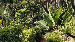 Un jardín tropical con palmeras, cactus y una variedad de plantas verdes.