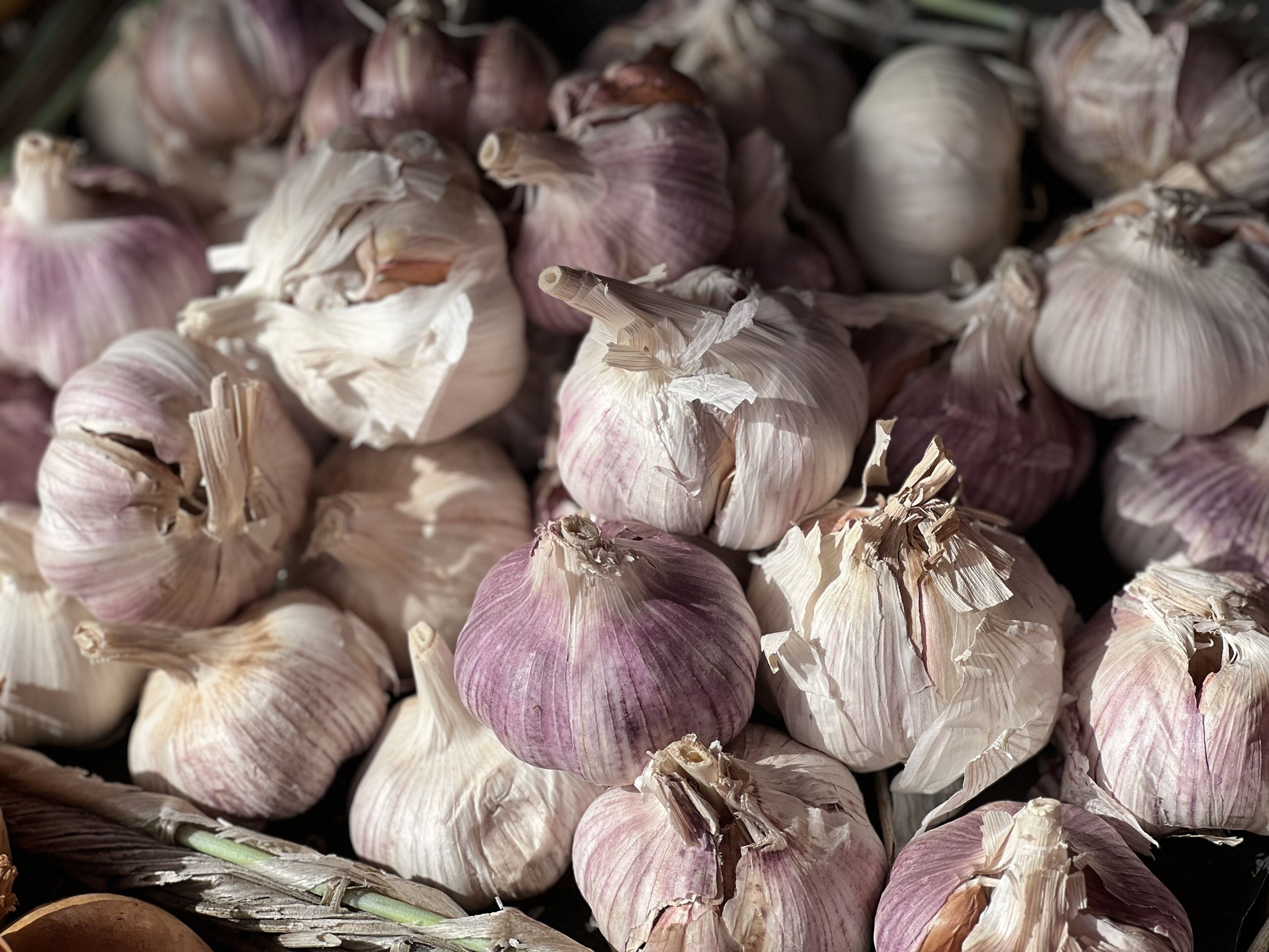 A pile of garlic bulbs.