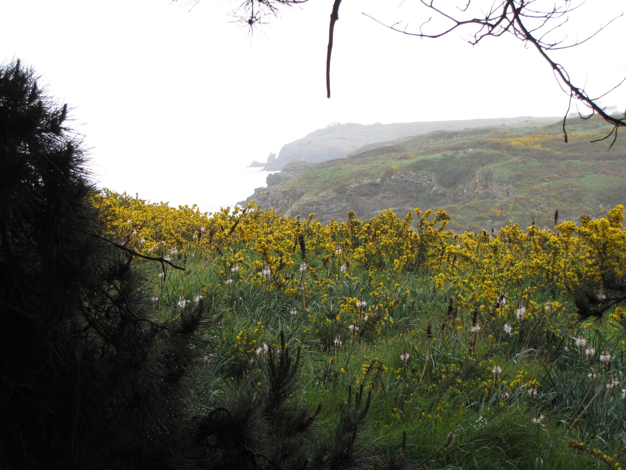 Un paysage côtier avec des fleurs jaunes et une végétation verdoyante.