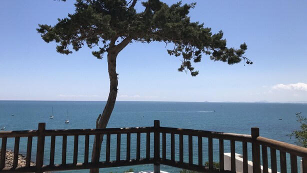 Vista sulla costa con ringhiera in legno, un albero e il mare.