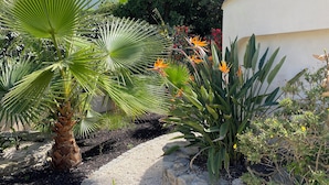 A garden with a palm tree, a bird of paradise flower, and various other plants. - Sea view. Swimming pool 8x4m. Very quiet location. 150m2 (Fréjus)