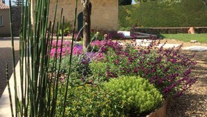 Un jardín con diversas plantas y flores, una planta en maceta y un edificio con tejado de tejas.