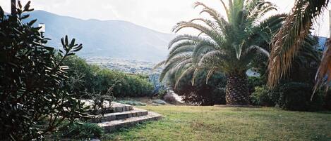 Un jardin avec un sentier de pierres menant à un palmier, entouré de verdure et avec une montagne en arrière-plan.
