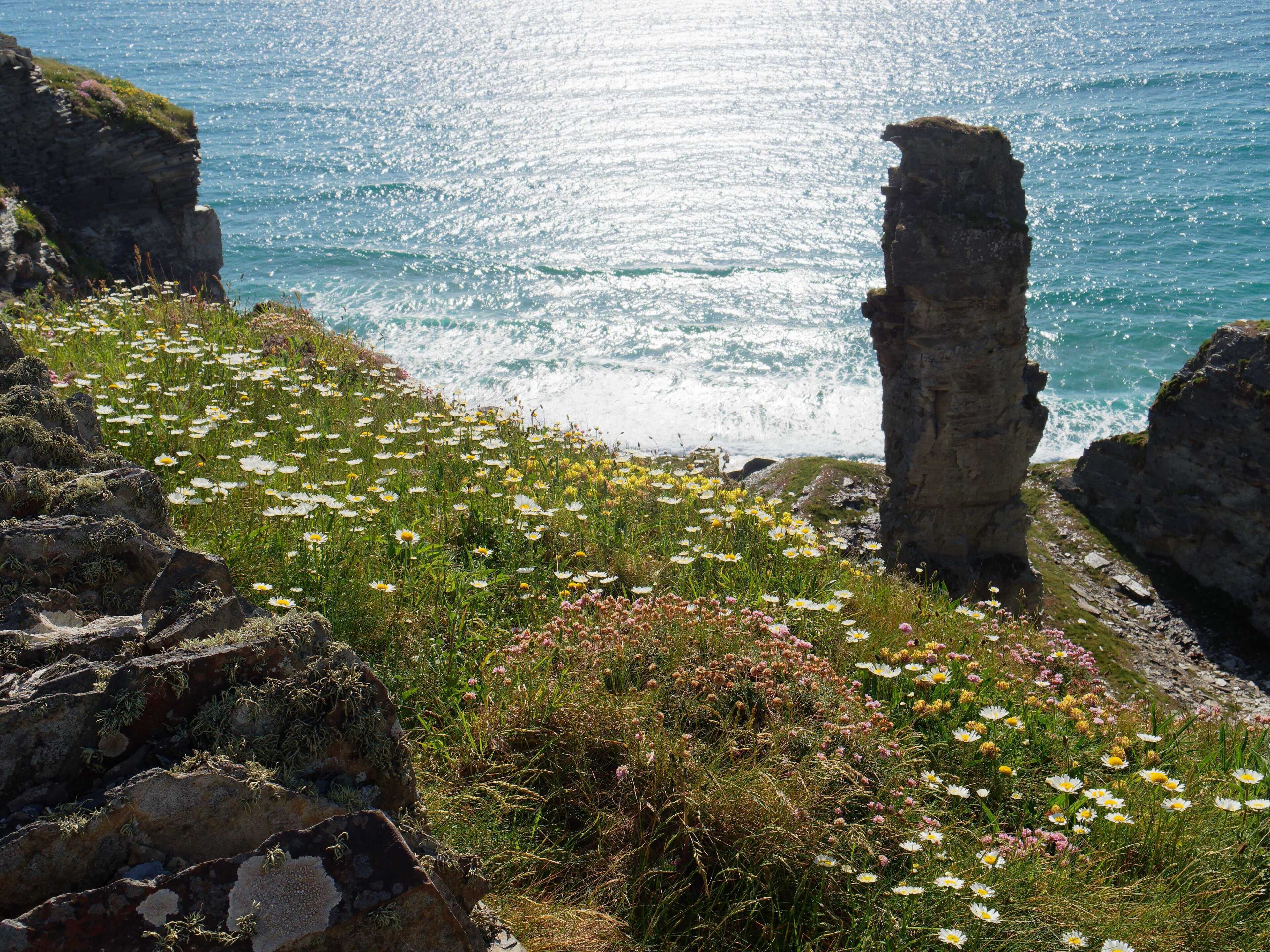 A coastal landscape with cliffs, a rocky outcrop, and a field of wildflowers.