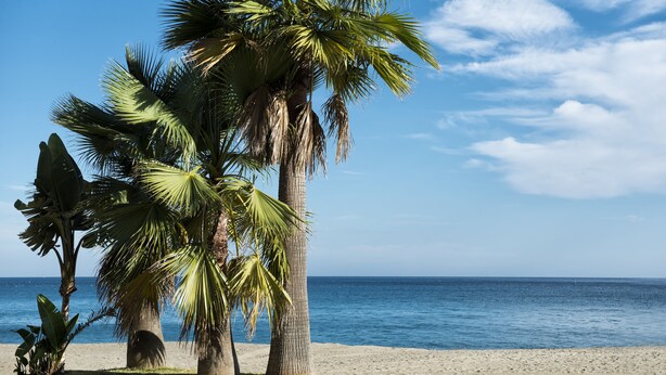 Une plage bordée de palmiers, offrant une vue dégagée sur l’océan.