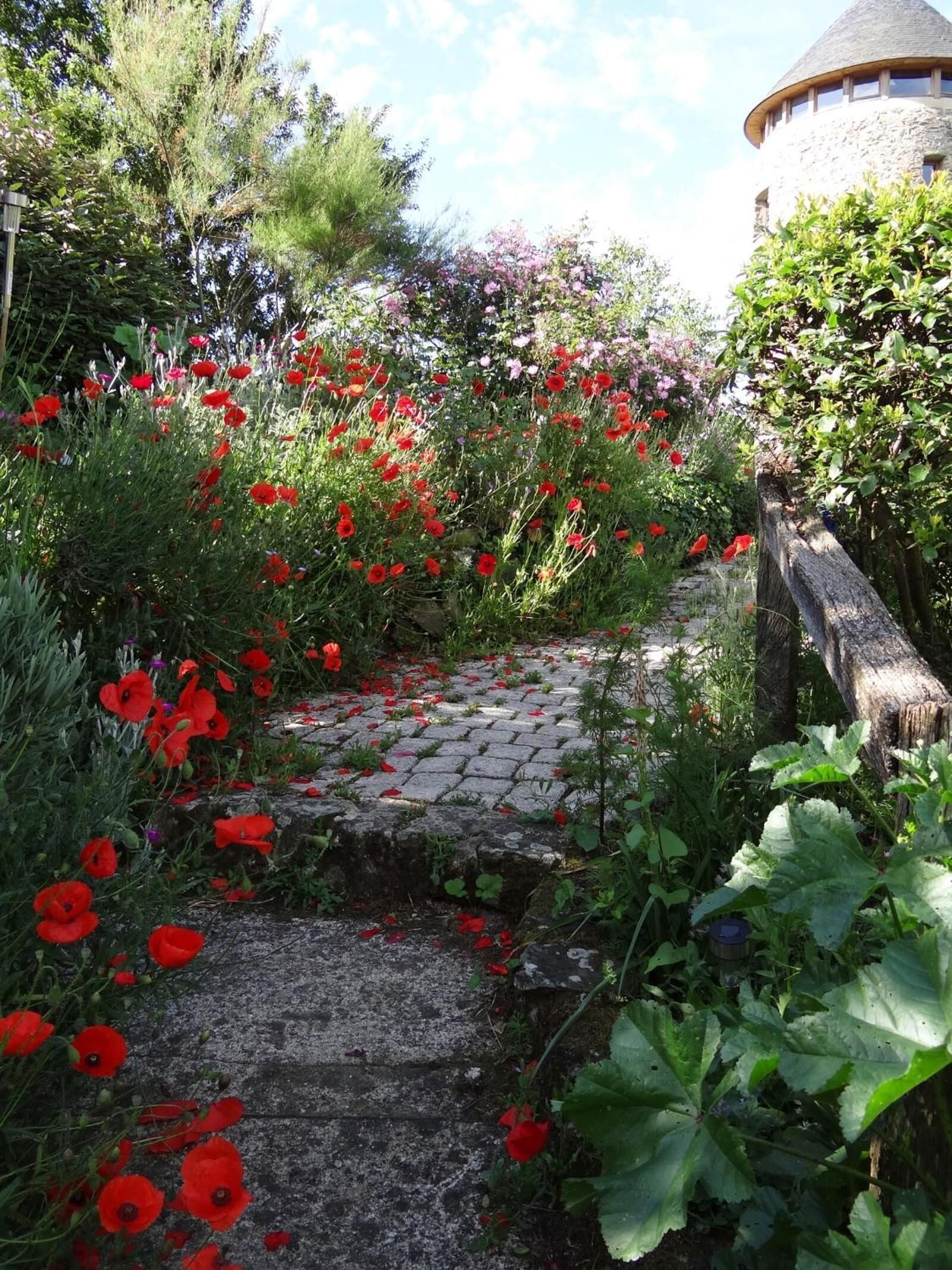 A stone pathway surrounded by lush greenery and red poppies.