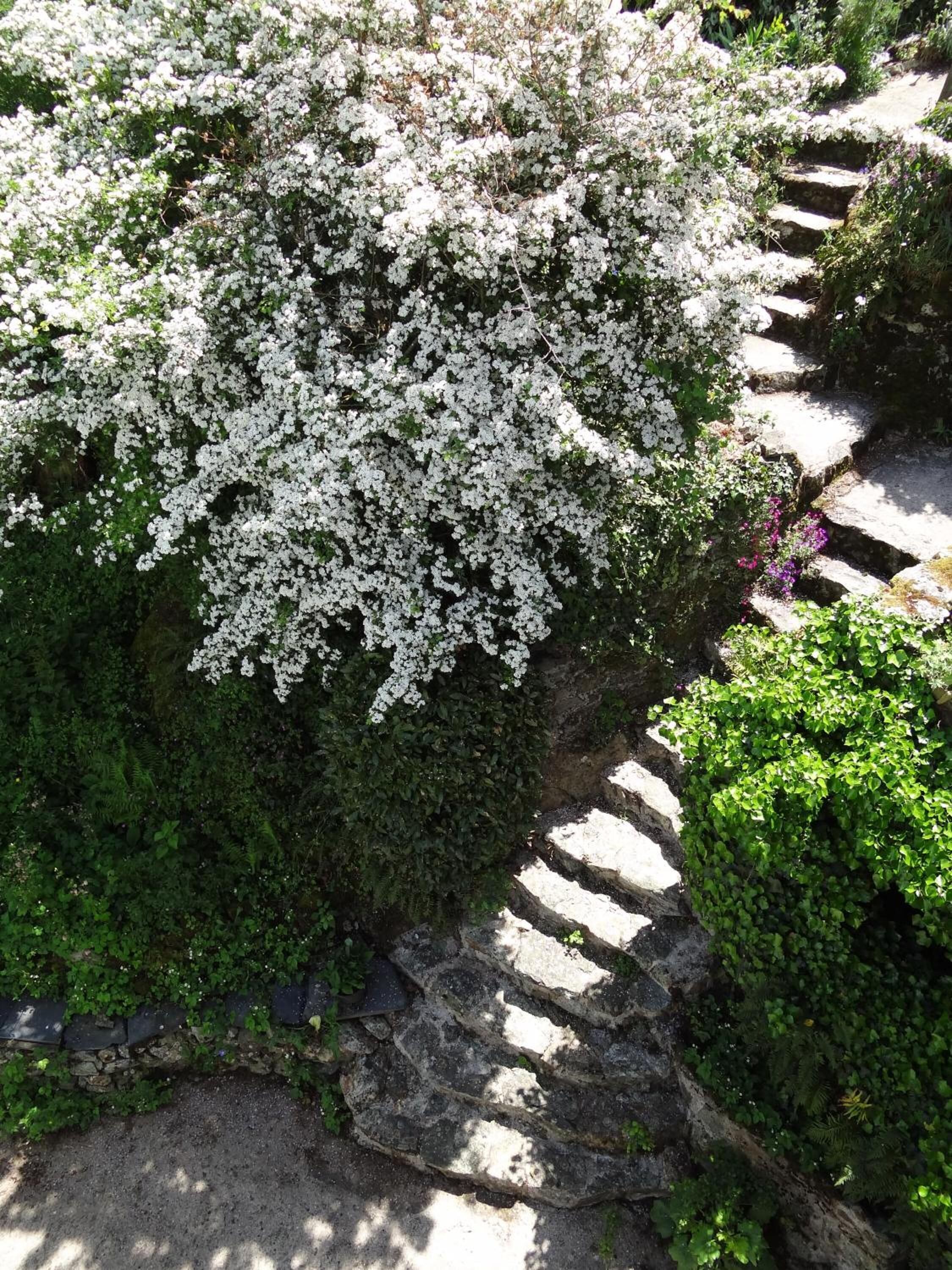 Una escalera de piedra rodeada de vegetación exuberante y arbustos florecidos de color blanco.